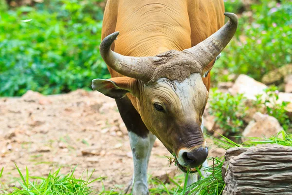 Banteng, rode stier in regenwoud — Stockfoto