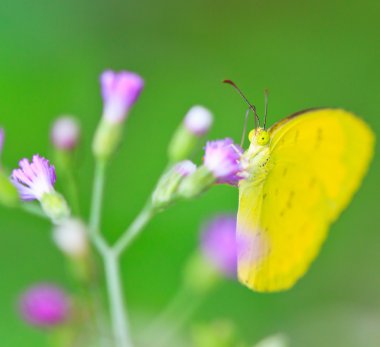 Pang SIDA milli parkta kelebek