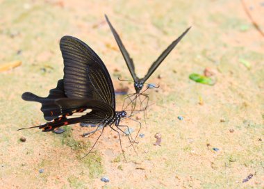 Pang SIDA milli parkta kelebek