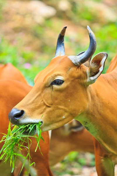 Banteng, red bull in rainforest — Stock Photo, Image