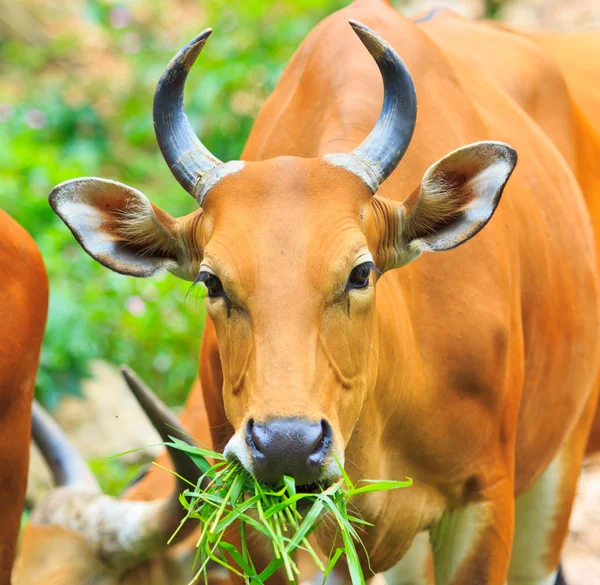 Banteng, toro rojo en la selva tropical —  Fotos de Stock