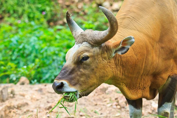 Banteng, rode stier in regenwoud — Stockfoto