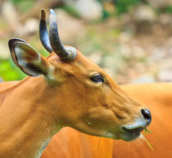 Banteng, toro rojo en la selva tropical —  Fotos de Stock