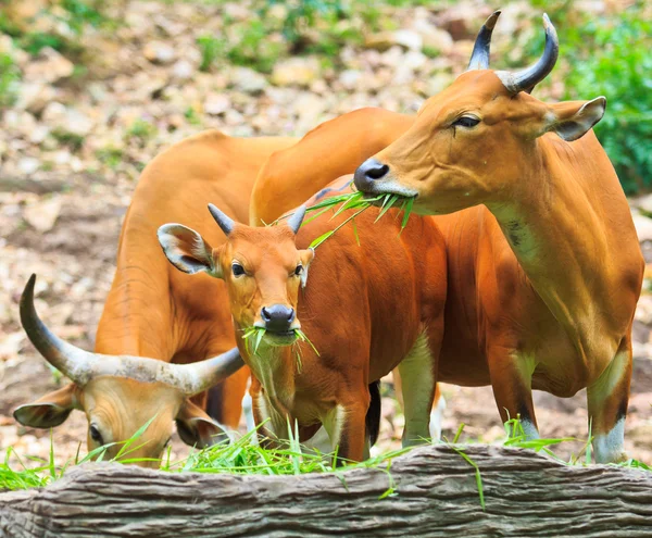 Бантенг, червоний бик у тропічних лісах — стокове фото