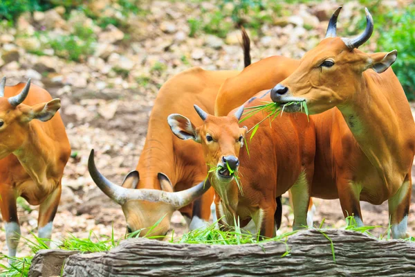 Banteng, touro vermelho na floresta tropical — Fotografia de Stock