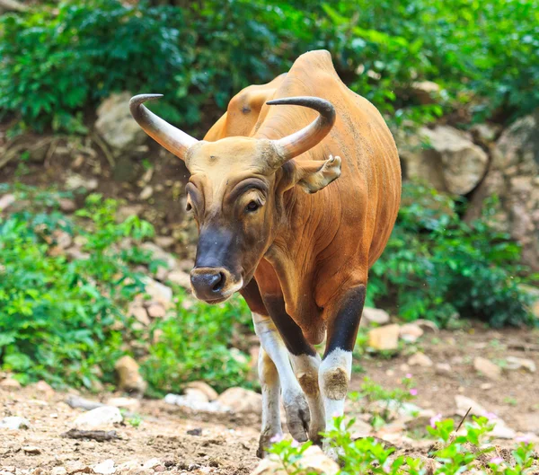 雨林中的雄牛，红色公牛 — 图库照片