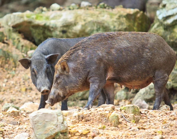Wild boars — Stock Photo, Image