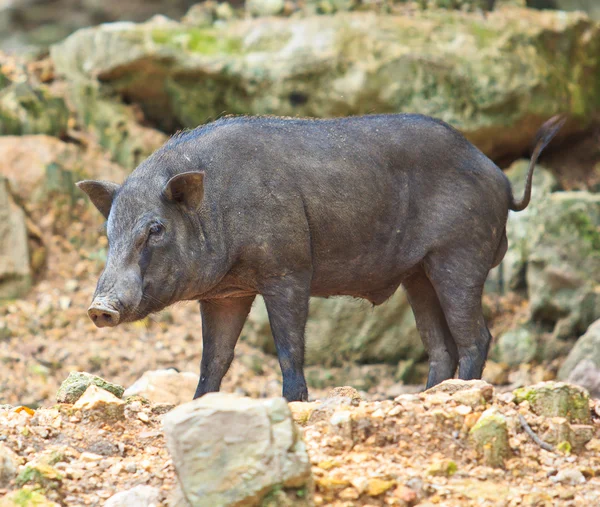 Wildschweine — Stockfoto