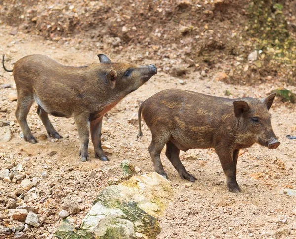 Wildschweine — Stockfoto