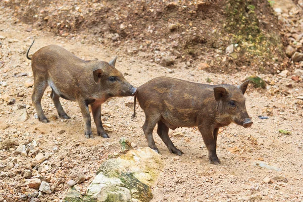 Wildschweine — Stockfoto