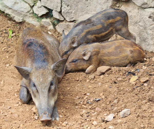 Wild boar with piglets — Stock Photo, Image
