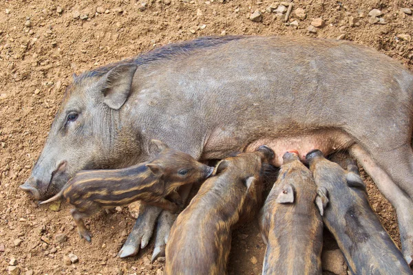 Cinghiale con suinetti — Foto Stock