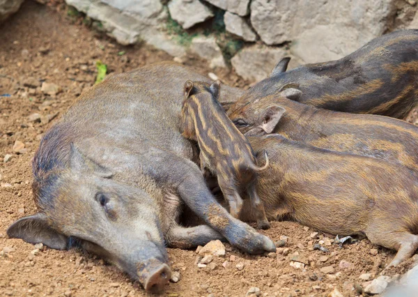 Wild boar with piglets — Stock Photo, Image