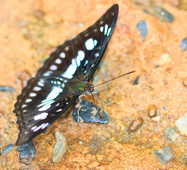 Бабочка в национальном парке Пан-Сида — стоковое фото