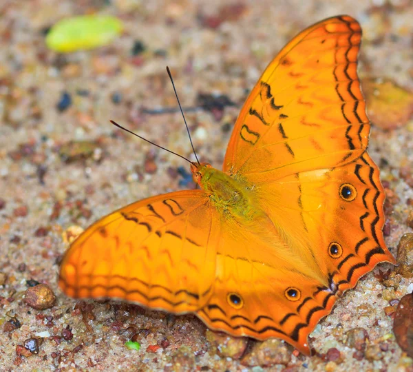 Farfalla nel parco nazionale di pang sida — Foto Stock