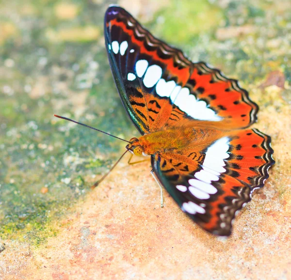 Farfalla nel parco nazionale di pang sida — Foto Stock