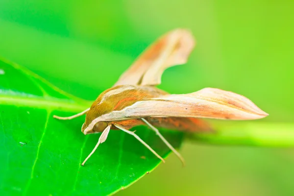 Motýl v pang sida národním parku — Stock fotografie
