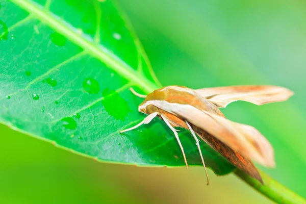 Motýl v pang sida národním parku — Stock fotografie