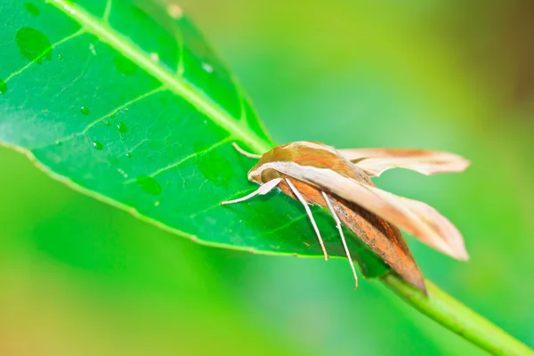 Butterfly in pang sida national park — Stock Photo, Image