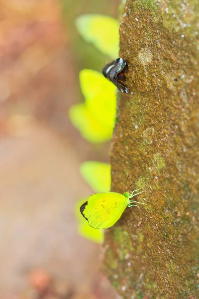 Butterfly in pang sida national park — Stock Photo, Image