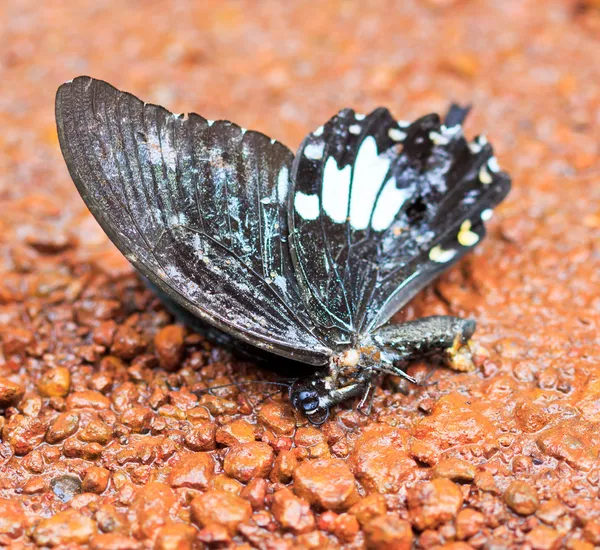 Butterfly in pang sida nationaal park — Stockfoto