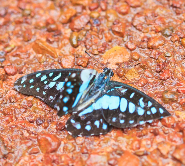 Butterfly in pang sida nationaal park — Stockfoto