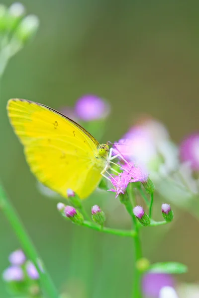 Farfalla nel parco nazionale di pang sida — Foto Stock