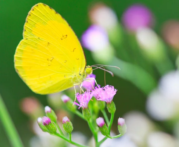 Farfalla nel parco nazionale di pang sida — Foto Stock