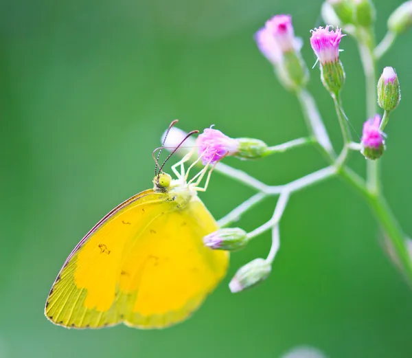 Butterfly in pang sida national park — Stock Photo, Image