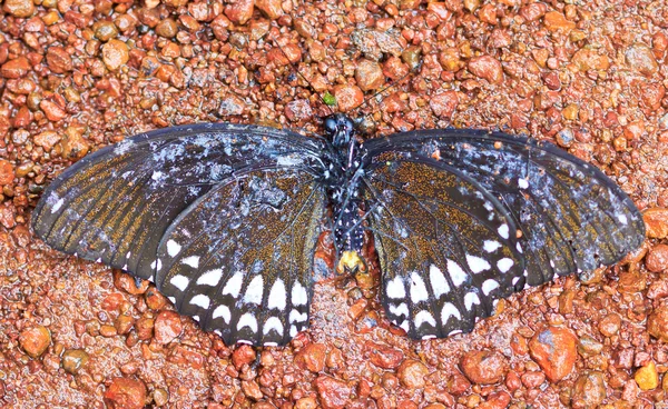 Farfalla morta nel parco nazionale — Foto Stock