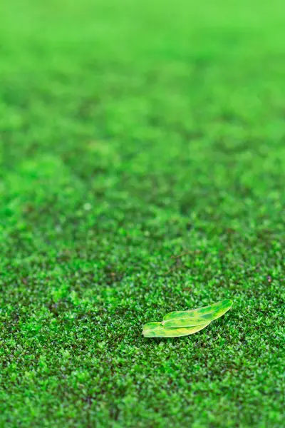 Green Moss — Stock Photo, Image