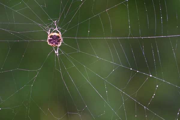 Zona tropical de aranha — Fotografia de Stock