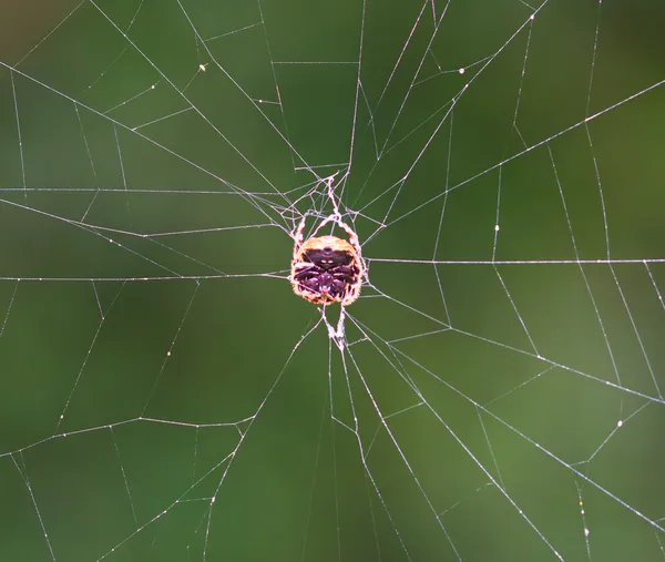 Zona tropical de aranha — Fotografia de Stock
