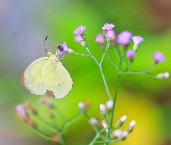 Farfalla nel parco nazionale di pang sida — Foto Stock