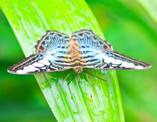 Farfalla nel parco nazionale di pang sida — Foto Stock