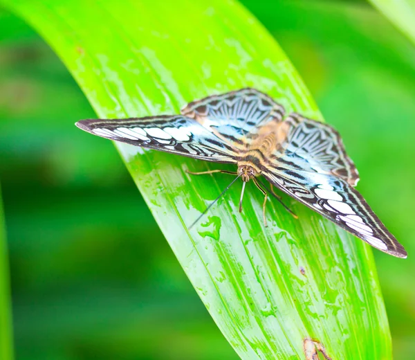 Fjäril i pang sida national park — Stockfoto