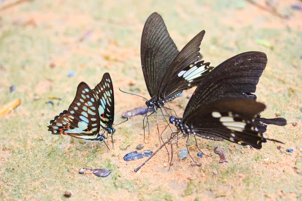 Butterfly in pang sida nationaal park — Stockfoto