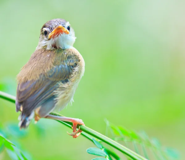 ひな鳥の鳥は飛ぶことを学ぶ — ストック写真