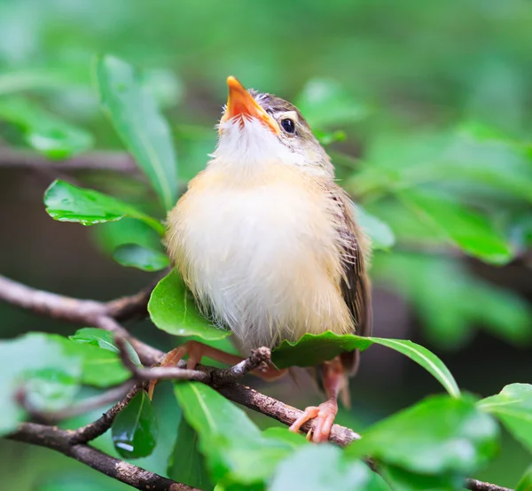 Jungvögel lernen fliegen — Stockfoto