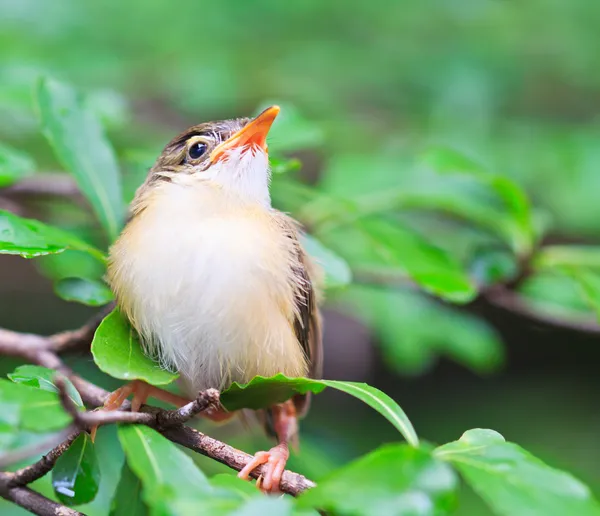 Pájaro pichón aprender a volar —  Fotos de Stock