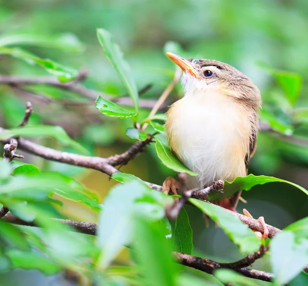 Pájaro pichón aprender a volar —  Fotos de Stock