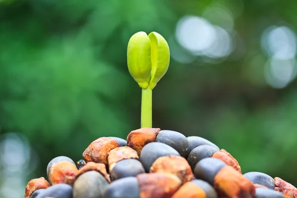 Seed sprout tree — Stock Photo, Image