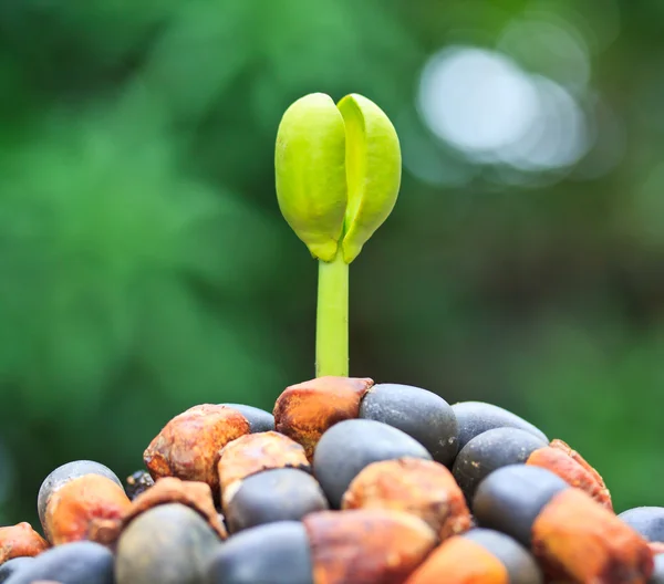 Seed sprout tree — Stock Photo, Image