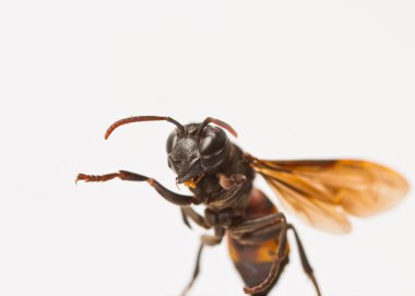 Wasp close up
