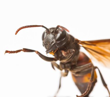 Wasp close up