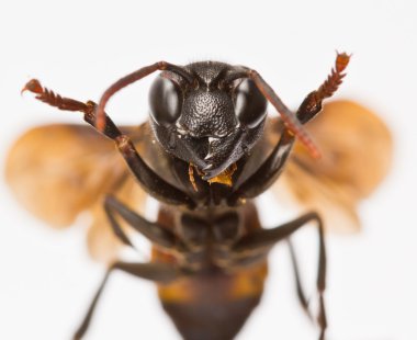 Wasp close up