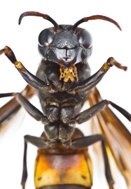 Wasp close up