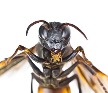 Wasp close up