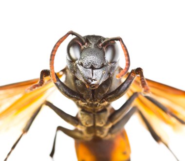 Wasp close up