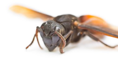 Wasp close up
